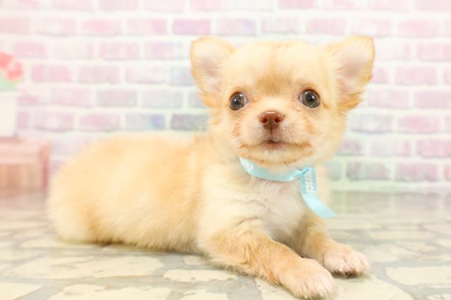東京都のチワワ(ロング) (Coo&RIKU大久保店/2026年4月27日生まれ/男の子/クリーム)の子犬の3枚目の画像