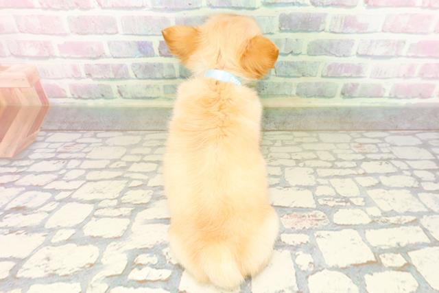 東京都のチワワ(ロング) (Coo&RIKU大久保店/2026年4月27日生まれ/男の子/クリーム)の子犬の4枚目の画像