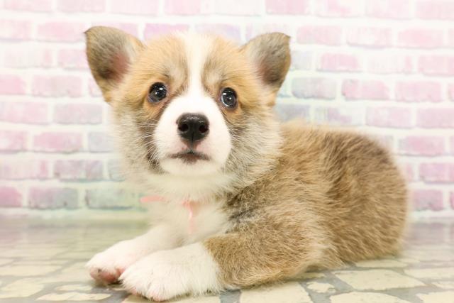 神奈川県のウェルシュコーギーペンブローク (Coo&RIKU横須賀店/2026年4月28日生まれ/女の子/レッドホワイト)の子犬の2枚目の画像