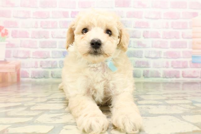 東京都のトイプードル(トイ) (Coo&RIKU高円寺店/2026年4月27日生まれ/男の子/クリーム)の子犬の1枚目の画像