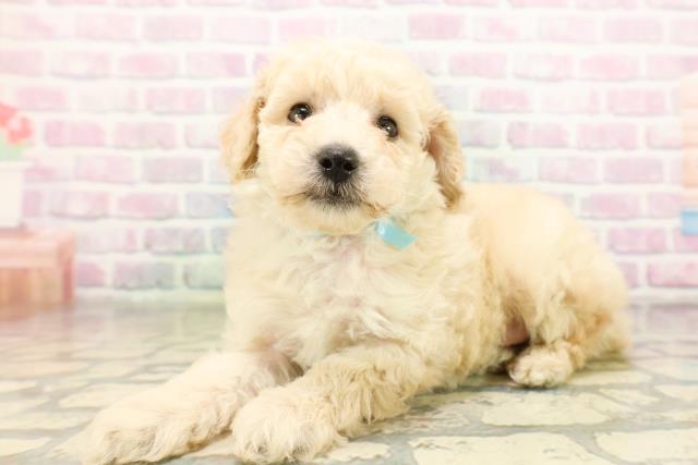 東京都のトイプードル(トイ) (Coo&RIKU高円寺店/2026年4月27日生まれ/男の子/クリーム)の子犬の2枚目の画像