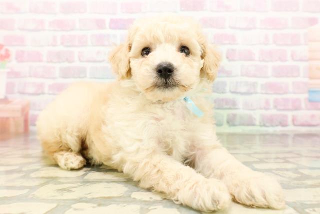 東京都のトイプードル(トイ) (Coo&RIKU高円寺店/2026年4月27日生まれ/男の子/クリーム)の子犬の3枚目の画像