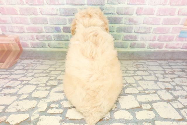 東京都のトイプードル(トイ) (Coo&RIKU高円寺店/2026年4月27日生まれ/男の子/クリーム)の子犬の4枚目の画像