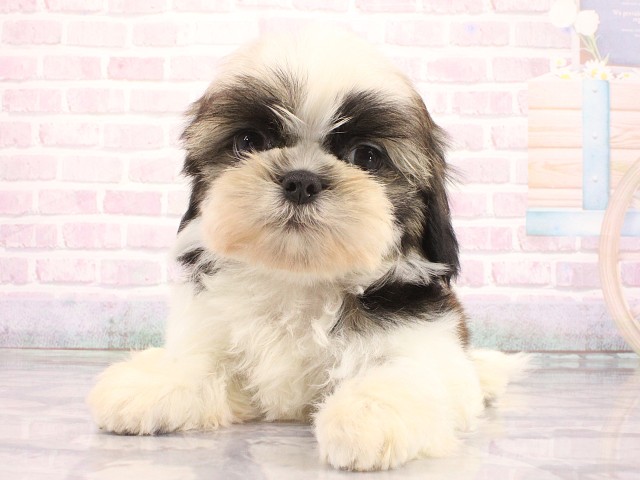 兵庫県のシーズー (Coo&RIKU尼崎店/2026年4月23日生まれ/男の子/ホワイトゴールド)の子犬