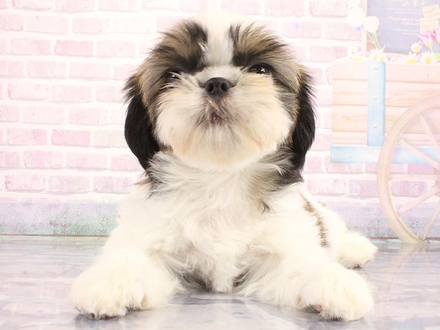 大阪府のシーズー (Coo&RIKU天王寺店/2026年4月23日生まれ/男の子/ホワイトゴールド)の子犬
