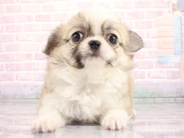 大阪府のチワワ(ロング) (Coo&RIKU梅田店/2026年4月27日生まれ/男の子/フォーンホワイト)の子犬