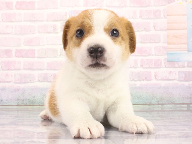 ジャックラッセルテリア