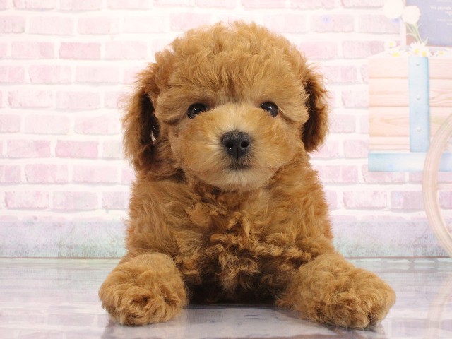 大阪府のトイプードル(トイ) (Coo&RIKU寝屋川店/2026年4月30日生まれ/男の子/オレンジフォーン)の子犬の1枚目の画像