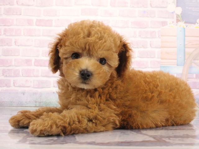 大阪府のトイプードル(トイ) (Coo&RIKU寝屋川店/2026年4月30日生まれ/男の子/オレンジフォーン)の子犬の3枚目の画像