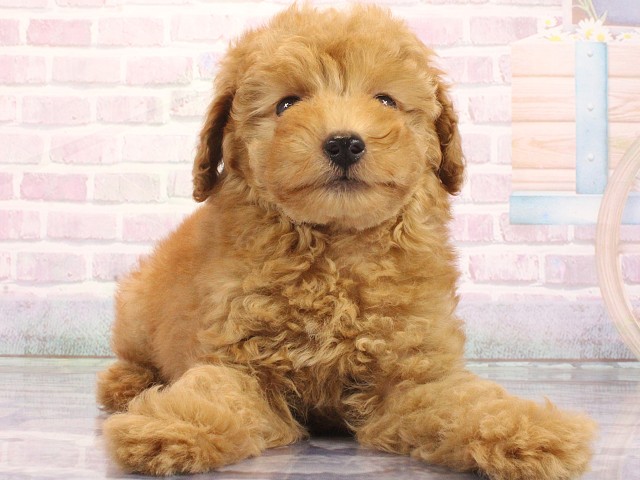 兵庫県のトイプードル(トイ) (Coo&RIKU神戸東灘店/2026年4月30日生まれ/男の子/オレンジフォーン)の子犬の1枚目の画像