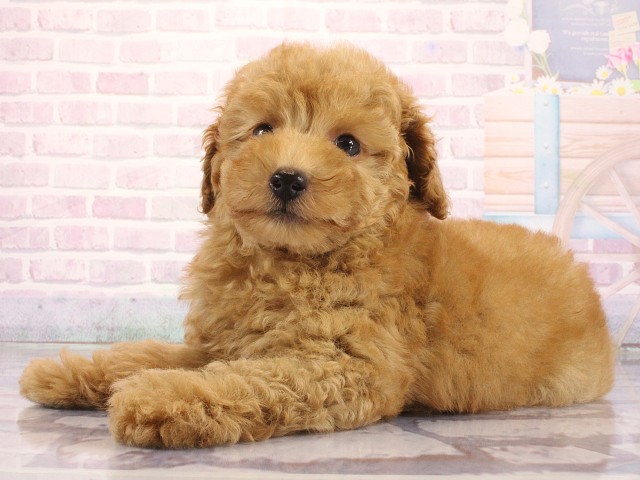 兵庫県のトイプードル(トイ) (Coo&RIKU神戸東灘店/2026年4月30日生まれ/男の子/オレンジフォーン)の子犬の3枚目の画像