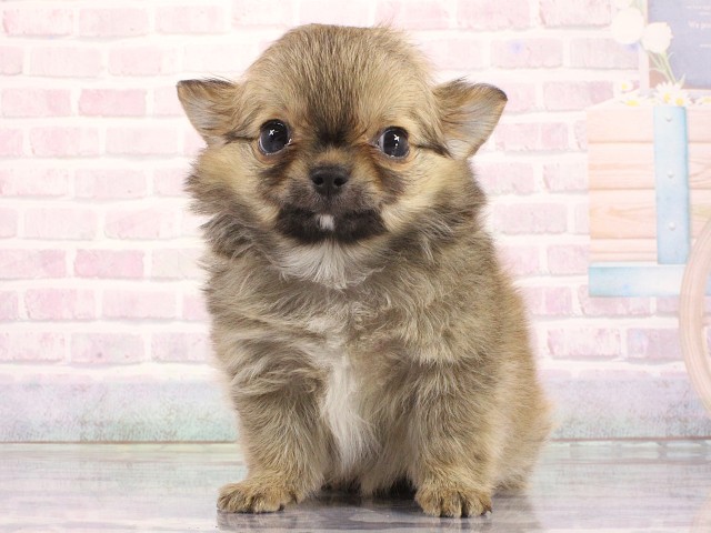 大阪府のチワワ(ロング) (Coo&RIKU心斎橋店/2026年4月23日生まれ/男の子/フォーン)の子犬の1枚目の画像