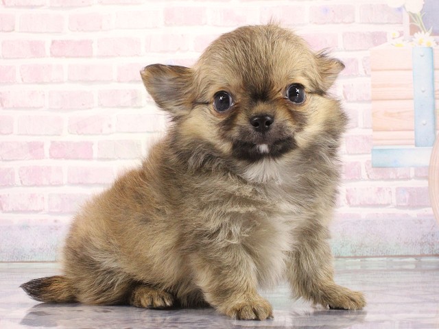 大阪府のチワワ(ロング) (Coo&RIKU心斎橋店/2026年4月23日生まれ/男の子/フォーン)の子犬の2枚目の画像