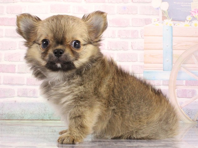 大阪府のチワワ(ロング) (Coo&RIKU心斎橋店/2026年4月23日生まれ/男の子/フォーン)の子犬の3枚目の画像