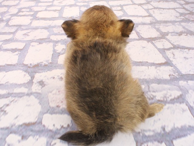 大阪府のチワワ(ロング) (Coo&RIKU心斎橋店/2026年4月23日生まれ/男の子/フォーン)の子犬の4枚目の画像