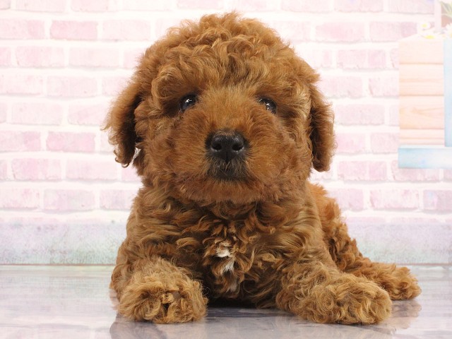 兵庫県のトイプードル(トイ) (Coo&RIKU神戸三宮店/2026年4月30日生まれ/女の子/レッドフォーン)の子犬の1枚目の画像