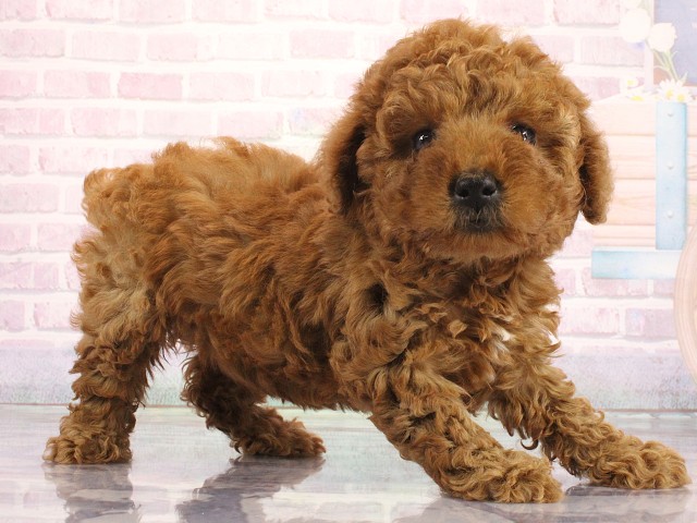 兵庫県のトイプードル(トイ) (Coo&RIKU神戸三宮店/2026年4月30日生まれ/女の子/レッドフォーン)の子犬の2枚目の画像