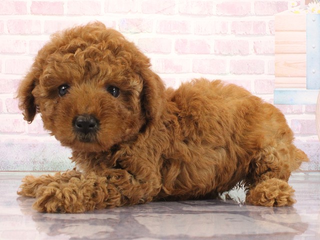 兵庫県のトイプードル(トイ) (Coo&RIKU神戸三宮店/2026年4月30日生まれ/女の子/レッドフォーン)の子犬の3枚目の画像