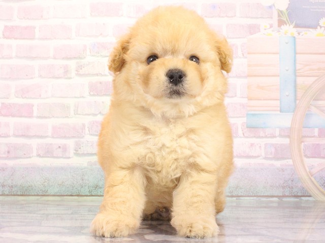 大阪府のトイプードル(トイ) (Coo&RIKU梅田店/2026年4月30日生まれ/男の子/ペールフォーン)の子犬の1枚目の画像