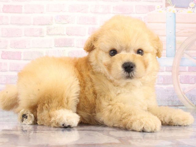 大阪府のトイプードル(トイ) (Coo&RIKU梅田店/2026年4月30日生まれ/男の子/ペールフォーン)の子犬の2枚目の画像