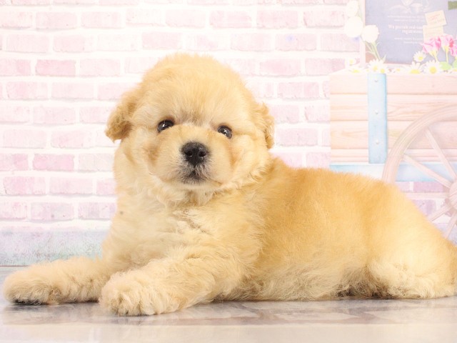 大阪府のトイプードル(トイ) (Coo&RIKU梅田店/2026年4月30日生まれ/男の子/ペールフォーン)の子犬の3枚目の画像