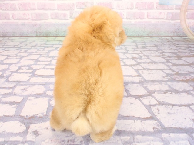 大阪府のトイプードル(トイ) (Coo&RIKU梅田店/2026年4月30日生まれ/男の子/ペールフォーン)の子犬の4枚目の画像