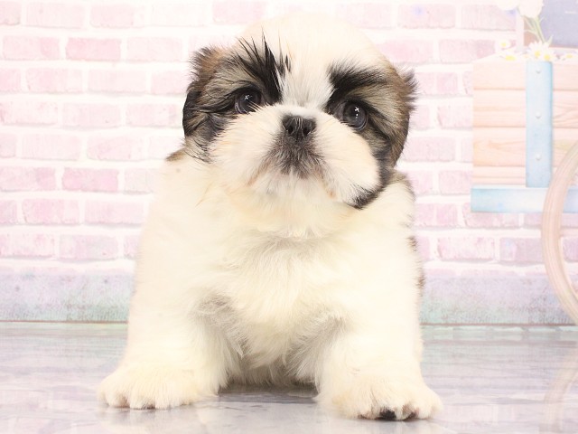 大阪府のペキシーズー/ペキズー(ペキニーズ×シーズー) (Coo&RIKU天王寺店/2026年4月27日生まれ/女の子/ホワイトゴールド)の子犬