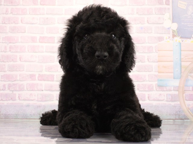 大阪府のスタンダードプードル (Coo&RIKU東大阪店/2026年4月30日生まれ/男の子/ブラック)の子犬の1枚目の画像