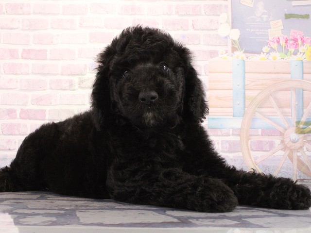 大阪府のスタンダードプードル (Coo&RIKU東大阪店/2026年4月30日生まれ/男の子/ブラック)の子犬の2枚目の画像