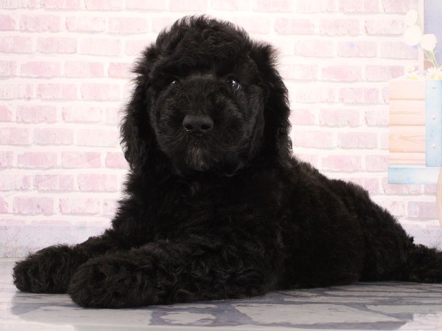 大阪府のスタンダードプードル (Coo&RIKU東大阪店/2026年4月30日生まれ/男の子/ブラック)の子犬の3枚目の画像