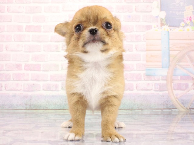 大阪府のチワワ(ロング) (Coo&RIKU枚方店/2026年4月30日生まれ/男の子/フォーンホワイト)の子犬