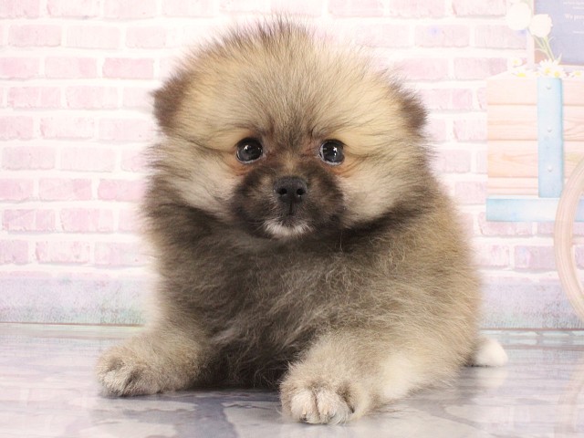 兵庫県のポメラニアン (Coo&RIKU尼崎店/2026年4月28日生まれ/男の子/ウルフセーブル)の子犬