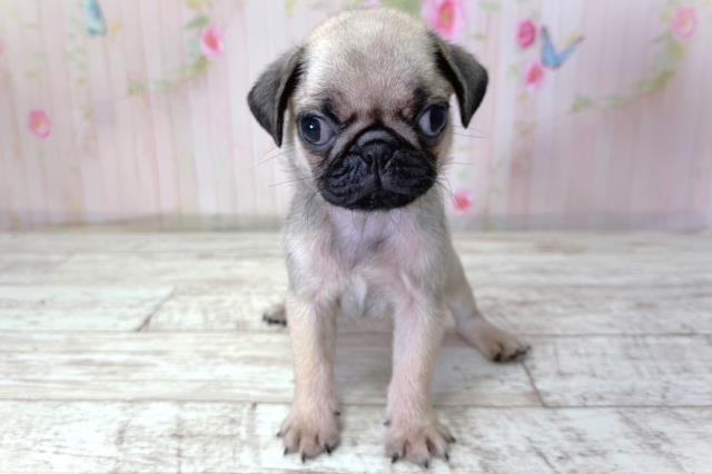 北海道のパグ (Coo&RIKU函館店/2026年4月27日生まれ/男の子/フォーン)の子犬