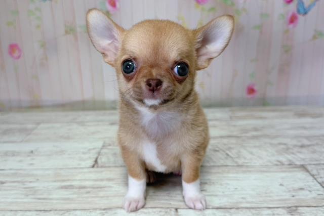 北海道のチワワ(スムース) (Coo&RIKU札幌東店/2026年4月28日生まれ/女の子/レッドホワイト)の子犬