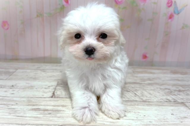 千葉県のマルチーズ (Coo&RIKU東船橋店/2026年5月2日生まれ/男の子/ホワイト)の子犬の1枚目の画像