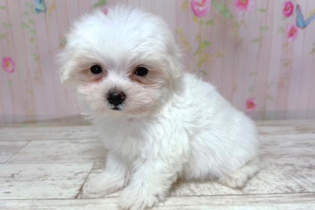 千葉県のマルチーズ (Coo&RIKU東船橋店/2026年5月2日生まれ/男の子/ホワイト)の子犬の2枚目の画像