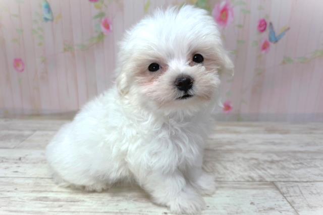 千葉県のマルチーズ (Coo&RIKU東船橋店/2026年5月2日生まれ/男の子/ホワイト)の子犬の3枚目の画像