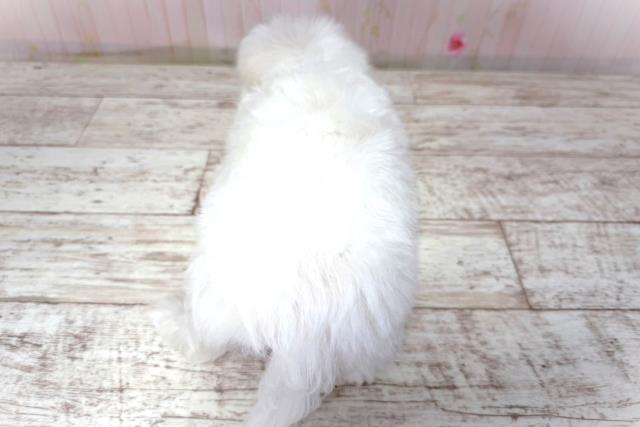 千葉県のマルチーズ (Coo&RIKU東船橋店/2026年5月2日生まれ/男の子/ホワイト)の子犬の4枚目の画像