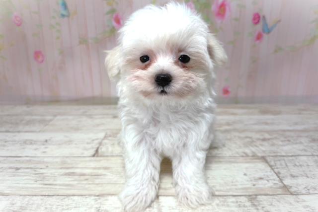 千葉県のマルチーズ (Coo&RIKU八街店/2026年5月2日生まれ/女の子/ホワイト)の子犬の1枚目の画像
