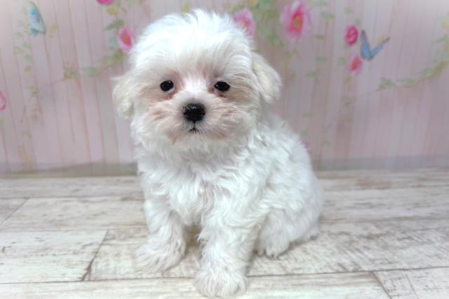 千葉県のマルチーズ (Coo&RIKU八街店/2026年5月2日生まれ/女の子/ホワイト)の子犬の2枚目の画像