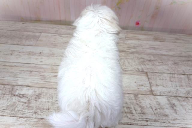 千葉県のマルチーズ (Coo&RIKU八街店/2026年5月2日生まれ/女の子/ホワイト)の子犬の4枚目の画像