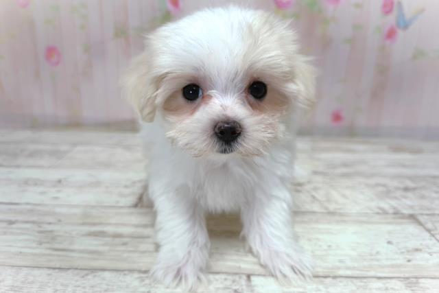 神奈川県のマルチーズ (Coo&RIKUパウ川崎店/2026年5月2日生まれ/女の子/ホワイト)の子犬の1枚目の画像