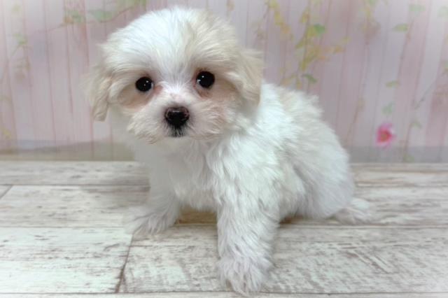 神奈川県のマルチーズ (Coo&RIKUパウ川崎店/2026年5月2日生まれ/女の子/ホワイト)の子犬の2枚目の画像