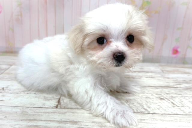 神奈川県のマルチーズ (Coo&RIKUパウ川崎店/2026年5月2日生まれ/女の子/ホワイト)の子犬の3枚目の画像