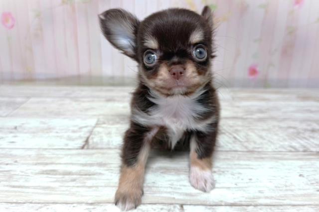 北海道のチワワ(ロング) (Coo&RIKU釧路店/2026年5月2日生まれ/女の子/チョコレートタン)の子犬