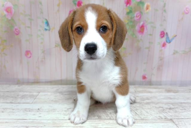 北海道のMIX（ハーフ） (Coo&RIKU苫小牧店/2026年4月30日生まれ/男の子/セーブルホワイト)の子犬