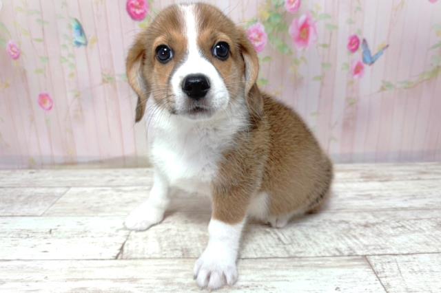 北海道のMIX（ハーフ） (Coo&RIKU釧路店/2026年4月30日生まれ/女の子/セーブルホワイト)の子犬の2枚目の画像