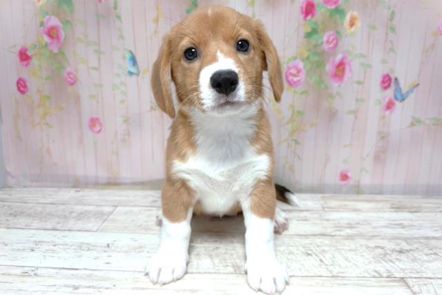 北海道のMIX（ハーフ） (Coo&RIKU苫小牧店/2026年4月30日生まれ/女の子/セーブルホワイト)の子犬
