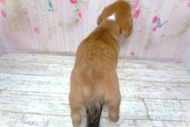 北海道のMIX（ハーフ） (Coo&RIKU苫小牧店/2026年4月30日生まれ/女の子/セーブルホワイト)の子犬の4枚目の画像