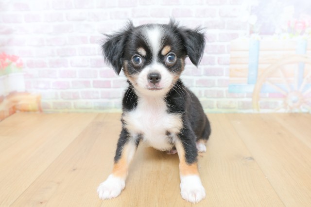 福島県のチワワ(ロング) (Coo&RIKU郡山店/2026年4月27日生まれ/男の子/ブラックタンホワイト)の子犬の1枚目の画像